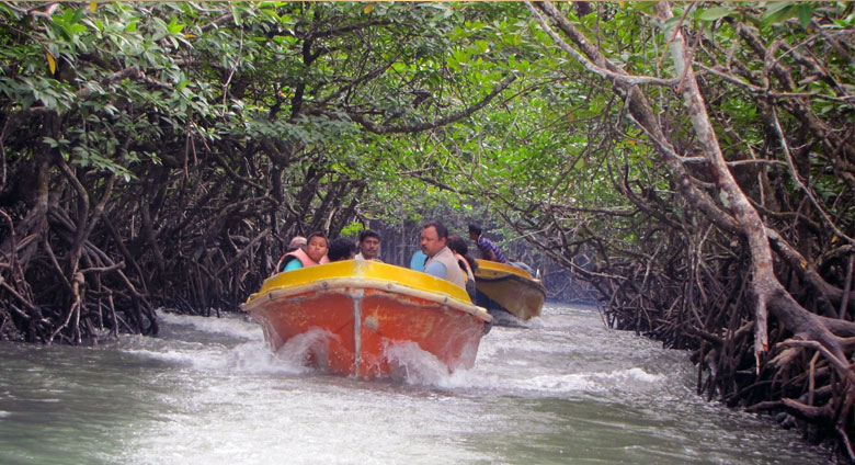 baratang mangroves