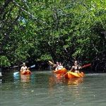 Kayaking or Safari in Andaman around Mangroves