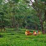 Palmpur Tea Estates