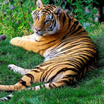 periyar tiger reserve