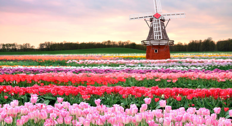 tulip fields Amsterdam Netherlands
