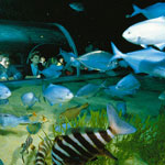 Kelly tarlton's sealife aquarium phoebe