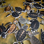 The Turtle Hatchery Bentota