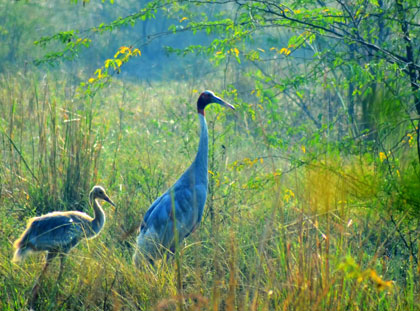 bharatpur wildlife sanctuary tour