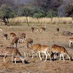 Ranthambore wildlife sanctuary